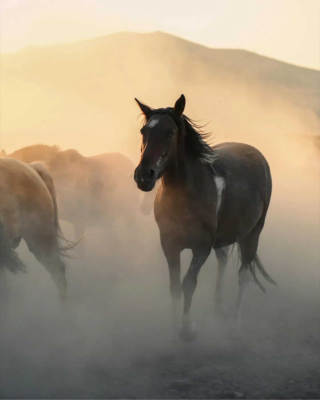 Un cavallo avanza nella polvere illuminata dalla luce del tramonto