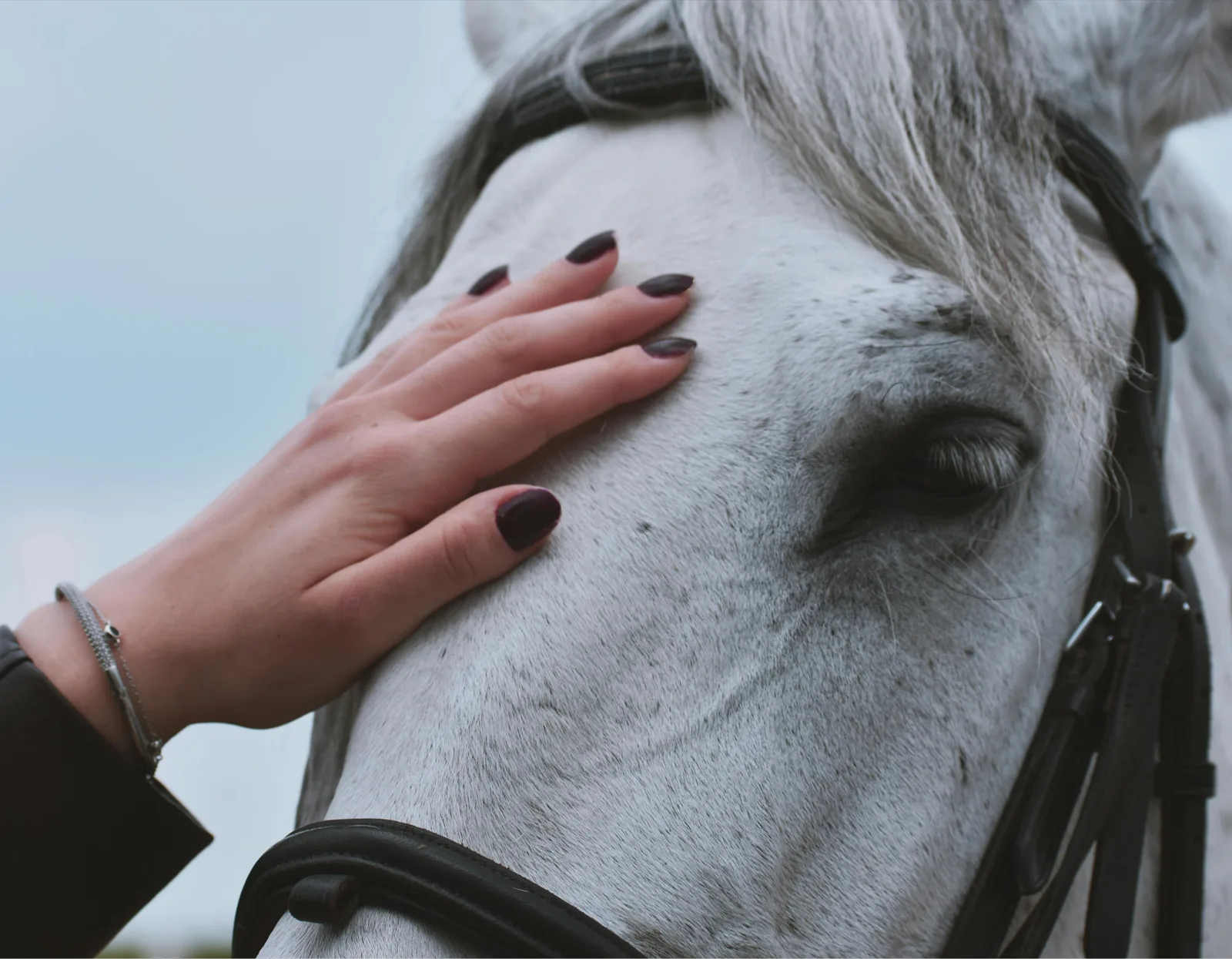 Una mano appoggiata con delicatezza sulla testa di un cavallo bianco